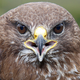 Image for article titled When It Rains Animals: The Science of True Weather Weirdness